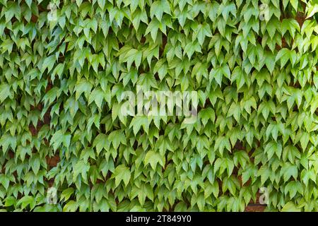 Dreilappige Jungfernrebe, Jungfern-Rebe, Wilder Wein, klettert an einer Fassade, Fassadenbegrünung Parthenocissus tricuspidatus, Parthenocissus tricus Stock Photo