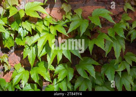 Dreilappige Jungfernrebe, Jungfern-Rebe, Wilder Wein, klettert an einer Fassade, Fassadenbegrünung Parthenocissus tricuspidatus, Parthenocissus tricus Stock Photo