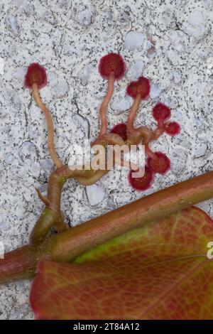 Dreilappige Jungfernrebe, Jungfern-Rebe, Wilder Wein, klettert an einer Fassade, Fassadenbegrünung, Haftscheibe, Haftscheiben, Parthenocissus tricuspi Stock Photo