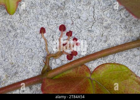 Dreilappige Jungfernrebe, Jungfern-Rebe, Wilder Wein, klettert an einer Fassade, Fassadenbegrünung, Haftscheibe, Haftscheiben, Parthenocissus tricuspi Stock Photo