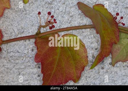 Dreilappige Jungfernrebe, Jungfern-Rebe, Wilder Wein, klettert an einer Fassade, Fassadenbegrünung, Haftscheibe, Haftscheiben, Parthenocissus tricuspi Stock Photo