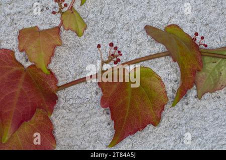 Dreilappige Jungfernrebe, Jungfern-Rebe, Wilder Wein, klettert an einer Fassade, Fassadenbegrünung, Haftscheibe, Haftscheiben, Parthenocissus tricuspi Stock Photo