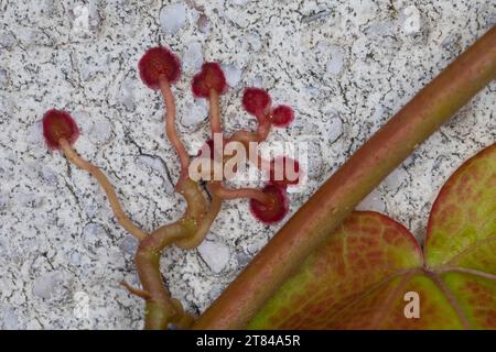 Dreilappige Jungfernrebe, Jungfern-Rebe, Wilder Wein, klettert an einer Fassade, Fassadenbegrünung, Haftscheibe, Haftscheiben, Parthenocissus tricuspi Stock Photo