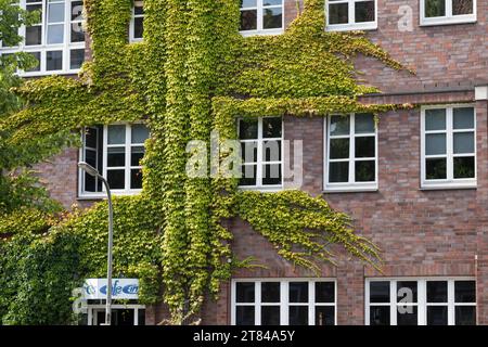 Dreilappige Jungfernrebe, Jungfern-Rebe, Wilder Wein, klettert an einer Fassade, Fassadenbegrünung Parthenocissus tricuspidatus, Parthenocissus tricus Stock Photo