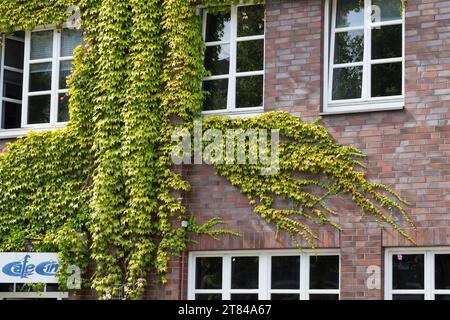 Dreilappige Jungfernrebe, Jungfern-Rebe, Wilder Wein, klettert an einer Fassade, Fassadenbegrünung Parthenocissus tricuspidatus, Parthenocissus tricus Stock Photo