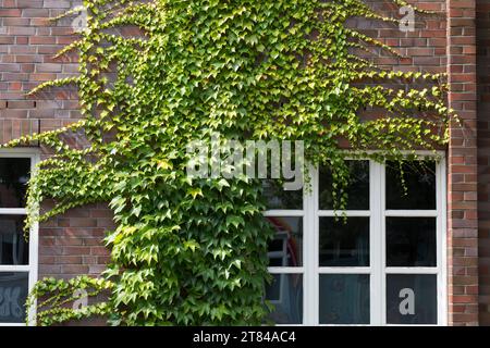 Dreilappige Jungfernrebe, Jungfern-Rebe, Wilder Wein, klettert an einer Fassade, Fassadenbegrünung Parthenocissus tricuspidatus, Parthenocissus tricus Stock Photo