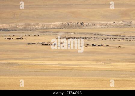 A herd of Kyrgyz horses in the highland mountain pastures at the Song Kul lake. Naryn region, Kyrgyzstan Stock Photo