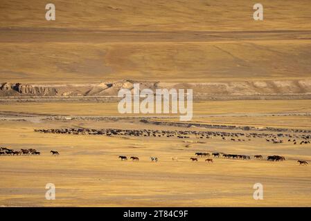 A herd of Kyrgyz horses in the highland mountain pastures at the Song Kul lake. Naryn region, Kyrgyzstan Stock Photo