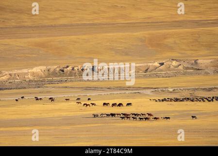 A herd of Kyrgyz horses in the highland mountain pastures at the Song Kul lake. Naryn region, Kyrgyzstan Stock Photo