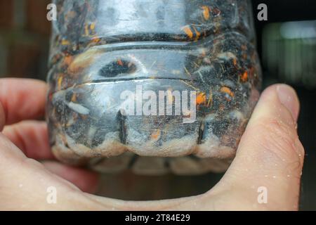 looking at some dead asian hornets that felt in my trap Stock Photo