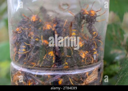 asian hornets die in a home made trap Stock Photo
