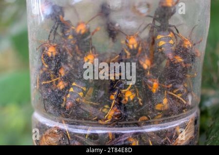 many asian hornets trapped in a domestic trap Stock Photo