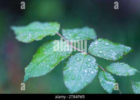 Rain Forecast / Weather or Nature Covers and Backgrounds - Macro Close-up of raindropx on rose leaves with background blur. Stock Photo