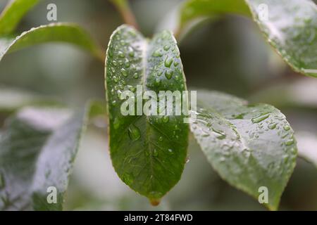 Rain Forecast / Weather or Nature Covers and Backgrounds - Macro Close-up of raindrops on glossy shrub leaves with background blur. Stock Photo