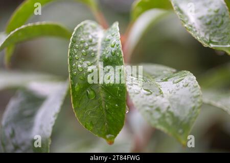 Rain Forecast / Weather or Nature Covers and Backgrounds - Macro Close-up of raindrops on glossy shrub leaves with background blur. Stock Photo