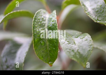 Rain Forecast / Weather or Nature Covers and Backgrounds - Macro Close-up of raindrops on glossy shrub leaves with background blur. Stock Photo