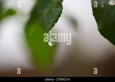 Rain Forecast / Weather or Nature Covers and Backgrounds - Macro Close-up of raindrops on glossy shrub leaves with background blur. Stock Photo