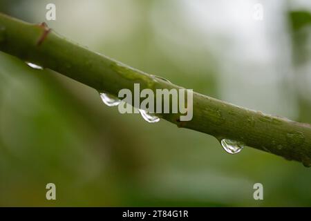 Rain Forecast / Weather or Nature Covers and Backgrounds - Macro Close-up of a line of raindrops suspended from a tree branch with background blur. Stock Photo