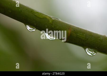 Rain Forecast / Weather or Nature Covers and Backgrounds - Macro Close-up of a line of raindrops suspended from a tree branch with background blur. Stock Photo