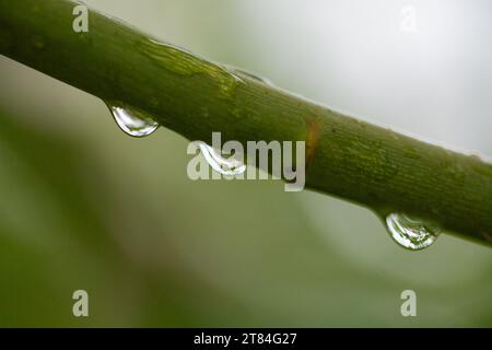 Rain Forecast / Weather or Nature Covers and Backgrounds - Macro Close-up of a line of raindrops suspended from a tree branch with background blur. Stock Photo