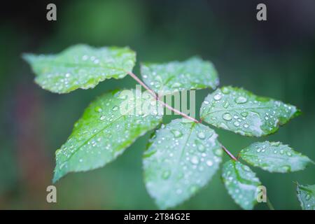 Rain Forecast / Weather or Nature Covers and Backgrounds - Macro Close-up of raindropx on rose leaves with background blur. Stock Photo