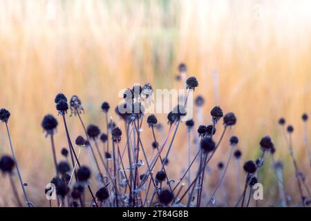 Chocolate-colored coneflower flower in autumn on an orange background with blurred ornamental grasses. Echinacea Stock Photo