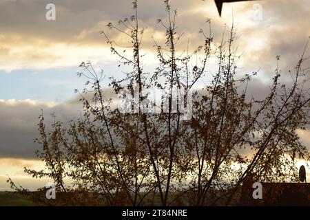 low sun behind a tree Stock Photo