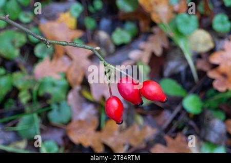 Egham, UK. 18th November, 2023. Brightly coloured rose hips. It was another damp and drizzly day today in Egham, Surrey. Credit: Maureen McLean/Alamy Stock Photo