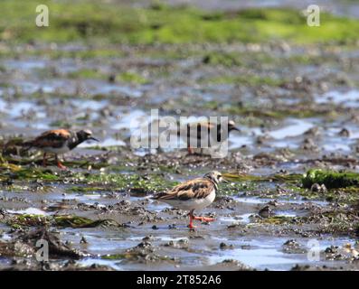 The ruddy turnstone (Arenaria interpres) is a small wading bird, one of two species of turnstone in the genus Arenaria Stock Photo