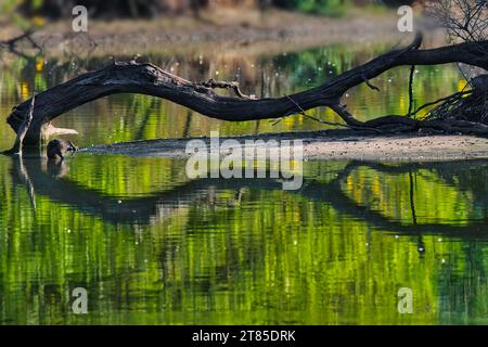 A scenic view of a dead tree reflecting in a lake surrounded by lush greenery, a single fallen tree branch partially submerged in the still water Stock Photo