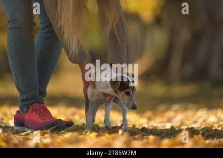 cute little senior Jack Russell Terrier in autumn with his human friend. the doggy is 14 years old Stock Photo