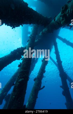 Underwater view of the spidery legs of a deep water pair extending down to the ocean bottom Stock Photo