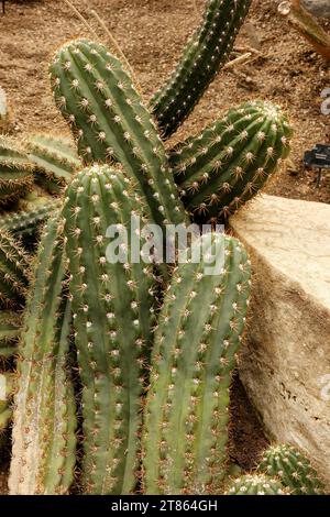 Echinopsis Candicans ‘Argentine Giant’ [Royal Botanic Gardens Kew] Stock Photo