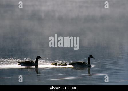 Canada geese (Branta canadensis) family on Eel Lake in morning mist, William M. Tugman State Park, Oregon Stock Photo