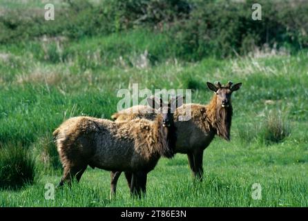 Roosevelt elk (Cervus canadensis roosevelti), Deans Creek Wildlife Area, Oregon Stock Photo