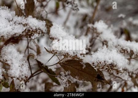 White fluffy snow lies on the branches of Japanese spirea.  Dry flowers of  Japanese Spirea  Close-up. Winter view. Stock Photo
