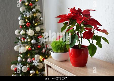 Christmas Poinsettia flower in flower pot, Christmas wheat grass and Christmas tree in background Stock Photo