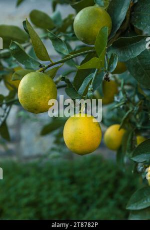 Close up of lemons. Ripe lemons on the branch. Selective focus Stock Photo