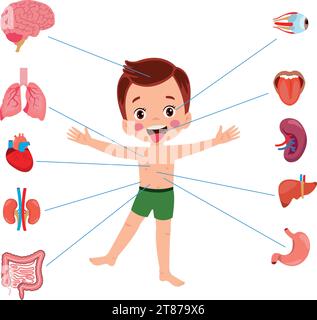 Human anatomy internal organ set with brain, lungs, intestine, heart, kidney, pancreas, spleen, liver and stomach. Vector isolated illustration Stock Vector