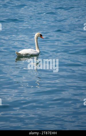 Single white swan swimming peacefully in blue lake Stock Photo