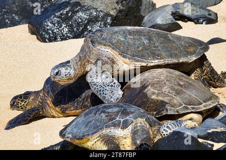 Very large green sea turtle on a Maui beach climbing over several other turtles. Stock Photo