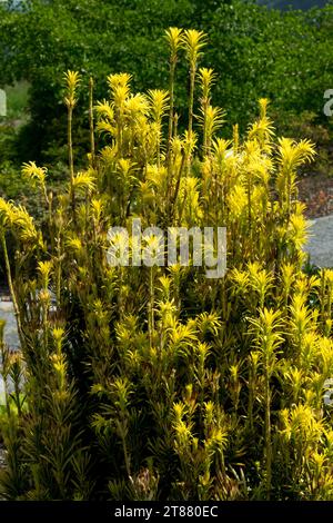 Yellow, branches, Tree, Japanese Plum Yew, Cephalotaxus harringtonii 'Korean Gold' Stock Photo