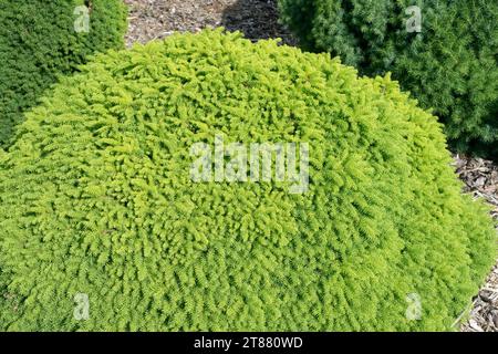 Picea abies 'Little Gem', Miniature, Low, Tree, Tiny, Spruce, Small, Dwarf, Conifer in Garden Stock Photo