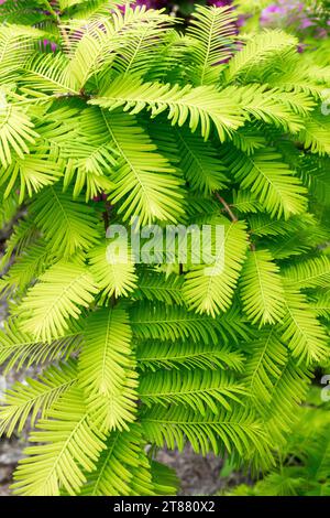 Metasequoia glyptostroboides 'Gold Rush', Spring, Needles Stock Photo