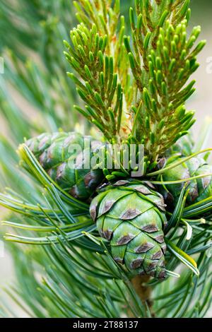 Japanese White Pine, cones, Pinus parviflora 'Shizukagoten' Stock Photo