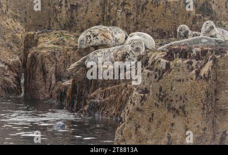 Herd of grey seals basking on some rocks on a island on the North Yorkshire coast Stock Photo