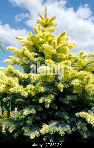 Bright, Foliage, Colorado Blue Spruce, Tree, cultivar, Picea pungens 'Bialobok' Stock Photo