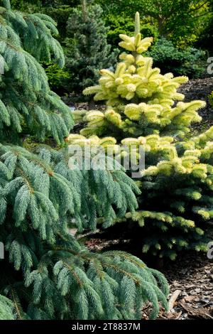 Picea engelmannii 'Bushs Lace', Picea pungens 'Bialobok', Spruce in Garden Stock Photo