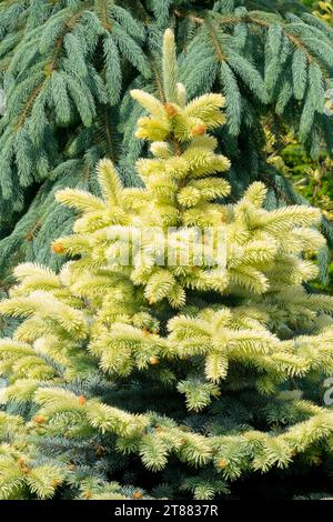'Bialobok' cultivar, Picea pungens Colorado Blue Spruce, Tree, Foliage, Picea pungens 'Bialobok' Stock Photo