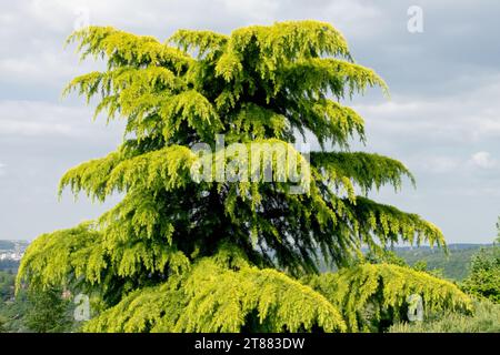 Deodar Cedar, Tree, Cedrus deodara 'Aurea' Stock Photo